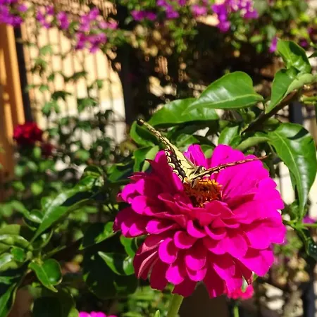 Pepy * Μεσογγή